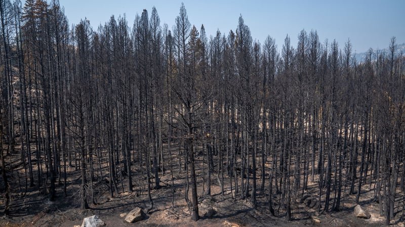 Caldor Fire Crowded Stand
