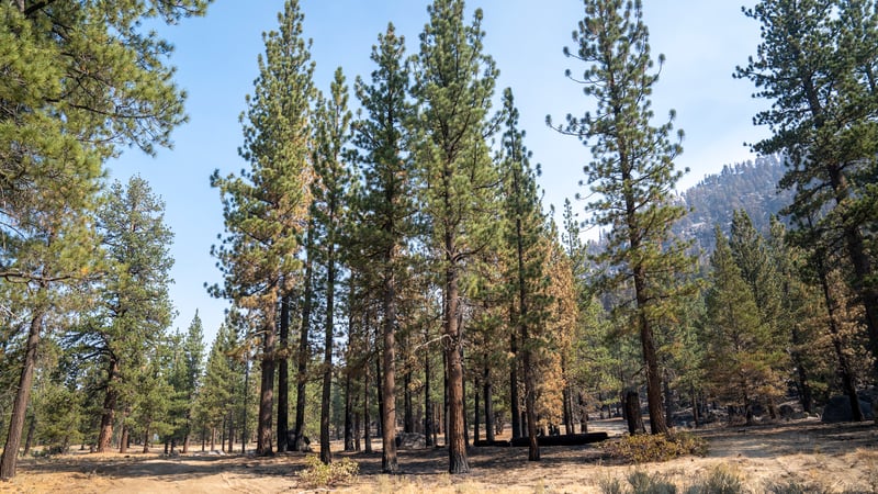 Caldor Thinned Area