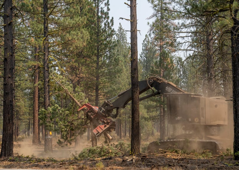 Thinned Area Lassen NF