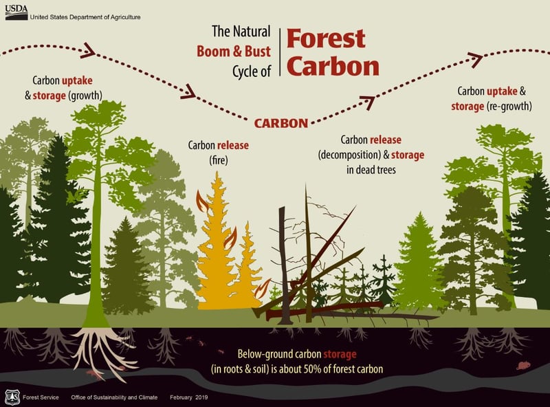USFS_Carbon