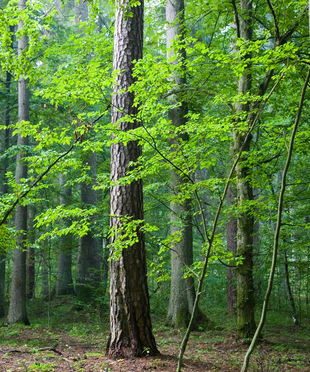 Pinewood forest with tall, semi-dense trees.